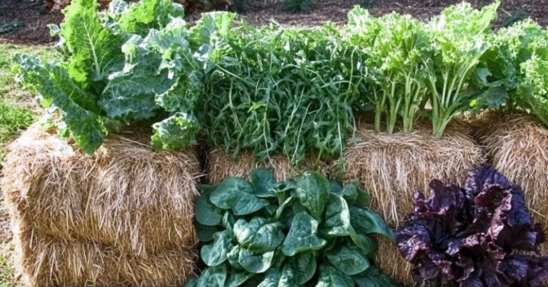 Jardinage en bottes de paille : Apprenez à cultiver des légumes en bottes de paille