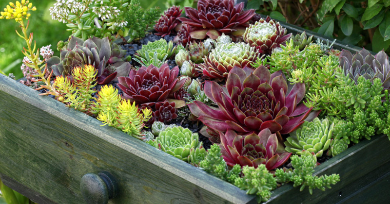 Jardinage en pot d’ombre idées de plantes et de pots