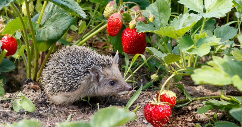 Jardiner Sans Pesticides : Ces Écolos Accueillent des Hérissons pour Protéger Leur Potager