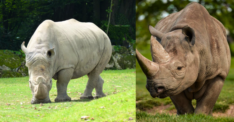 La Fin d’une Ère : Le Dernier Mâle Rhinocéros Blanc du Nord Est Mort, Laissant Seulement 2 Femelles