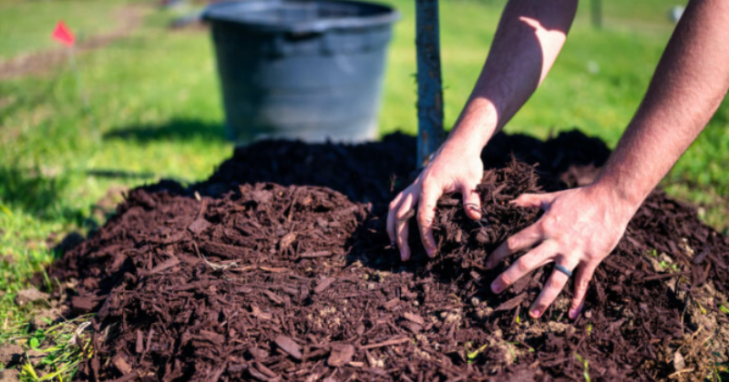 La bonne profondeur de plantation pour les arbres fruitiers greffés