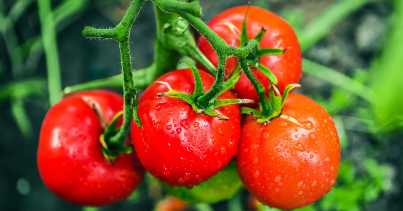 La culture de la tomate : Guide complet pour une récolte abondante