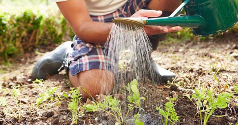La liste de contrôle estivale du jardinier paresseux : faites ces 10 choses MAINTENANT