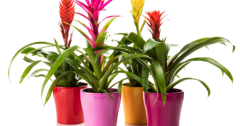 La magie des broméliacées : un guide pour cultiver et entretenir ces beautés tropicales