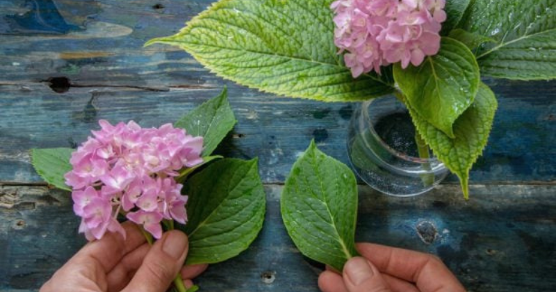 La multiplication rapide : une méthode simple et efficace pour enraciner les boutures d’hortensia .