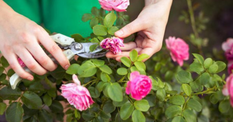 La taille des rosiers en automne : utile ou pas ?
