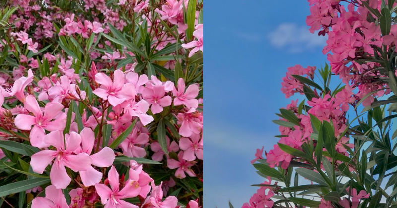 Le Laurier Rose : Entre Splendeur Méditerranéenne et Réalités Importantes