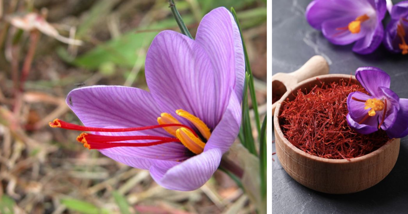 Le Safran chez Vous : Transformez Votre Jardin en Trésor Aromatique