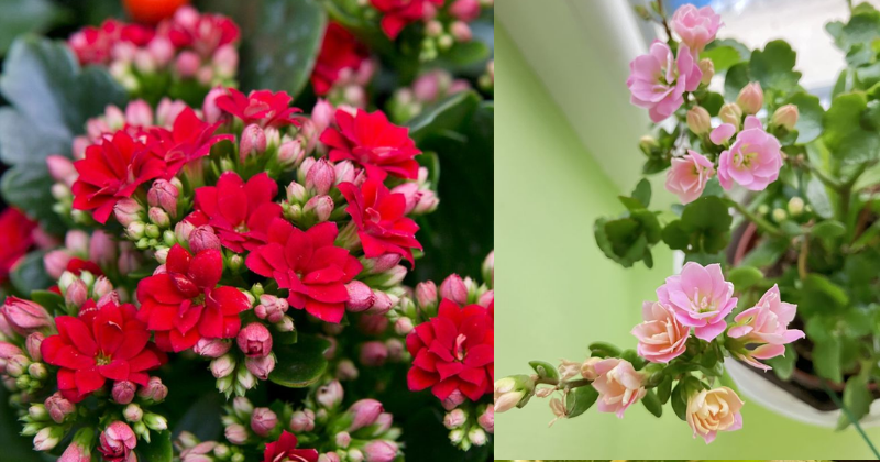 Le Secret pour un Kalanchoé en Fleur Toute l’Année