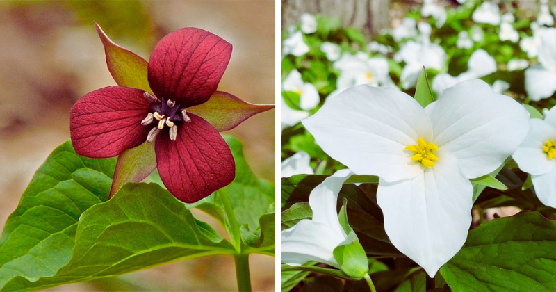Le Trille : Une Fleur Forestière Rare et Précieuse à Connaître