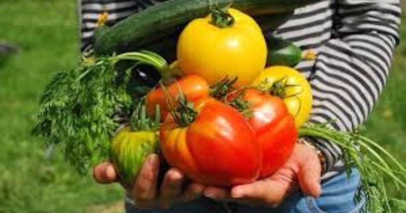 Le guide complet de la récolte des légumes.