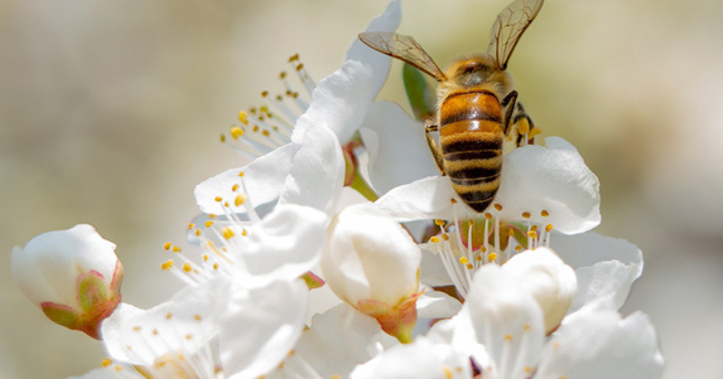 Le guide complet des pollinisateurs et des insectes bénéfiques dans le jardin