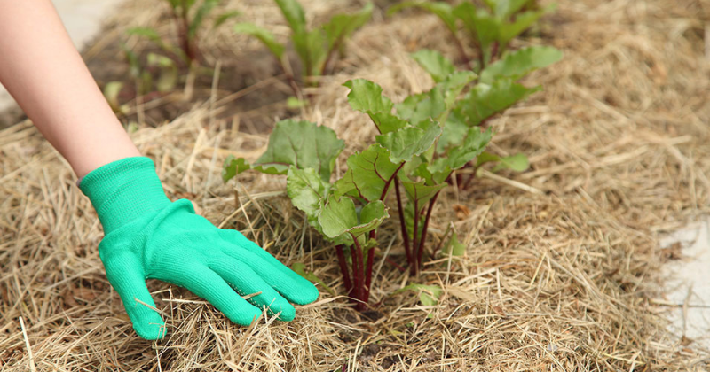 Le meilleur – et le pire – paillis de potager