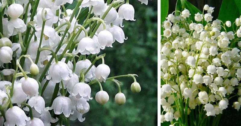 Le muguet : beauté printanière et précautions essentielles