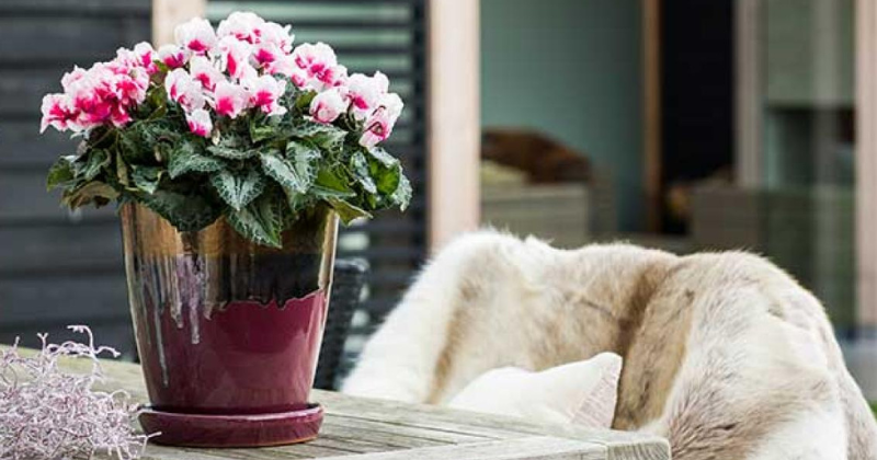 Le secret des cyclamens : fleurir en hiver et toute l’année