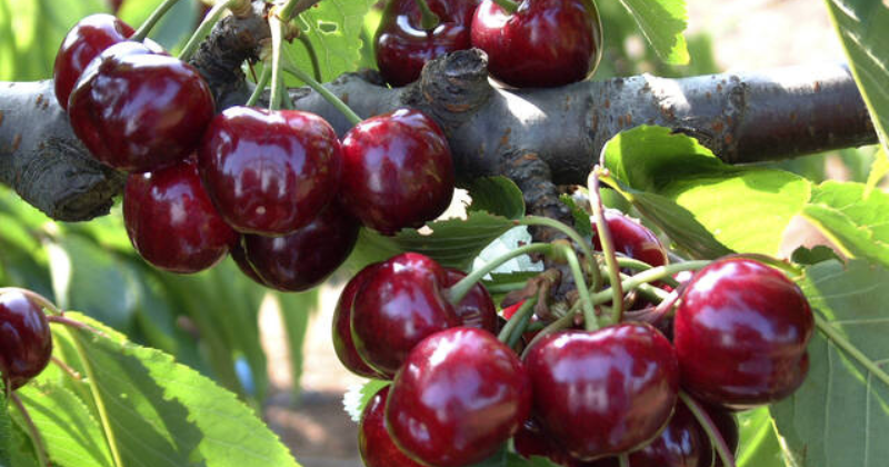 Les 11 meilleures variétés de cerisiers pour le jardin