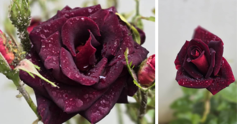 Les Roses Parfumées : Enchanter Votre Jardin avec des Parfums Envoûtants