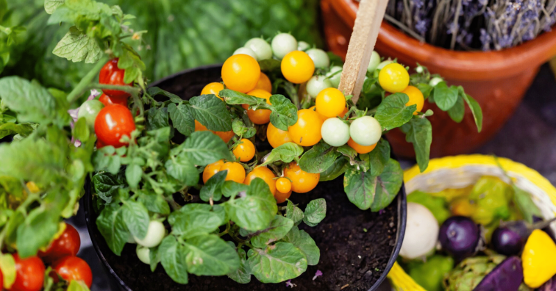 Les légumes anti-inflammatoires les plus efficaces à cultiver