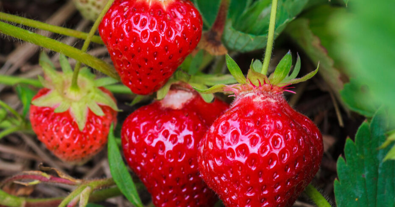 Les meilleures (et les pires) plantes compagnes pour les fraises