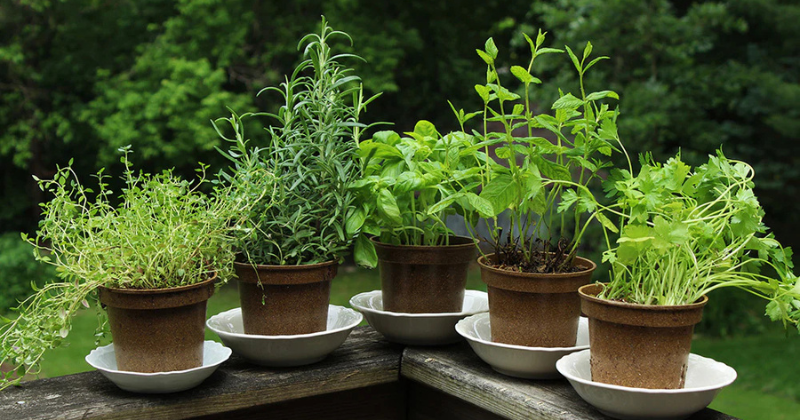 Les meilleures herbes aromatiques à cultiver à la maison pour les jardiniers débutants
