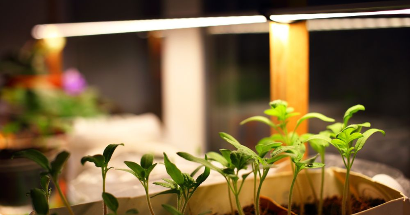 Les meilleures lampes de culture LED pour le jardinage d’intérieur