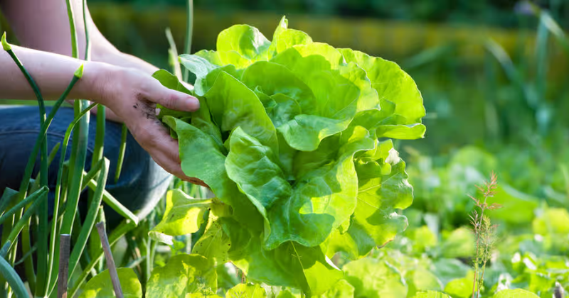 Les meilleurs types de laitue à cultiver dans les jardins et les conteneurs