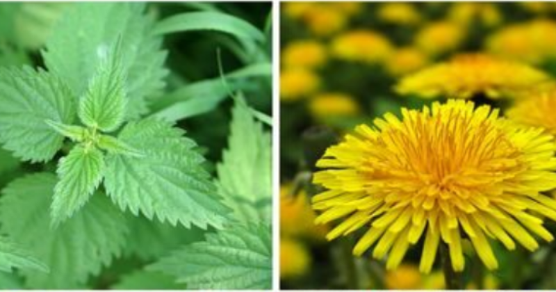 Les plantes bio-indicatrices : décryptez la santé de votre sol naturellement