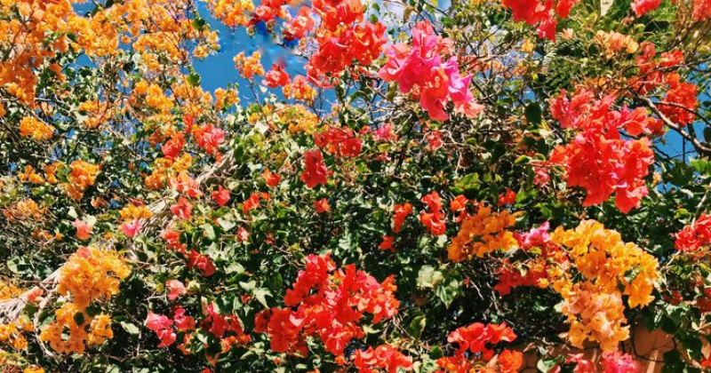 Les plus belles fleurs orange pour illuminer votre jardin