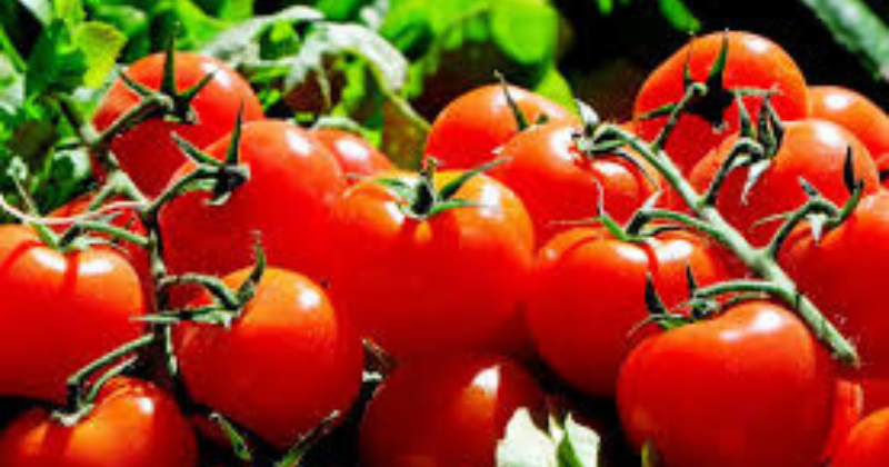 Les secrets de saveur des tomates à feuilles de pomme de terre