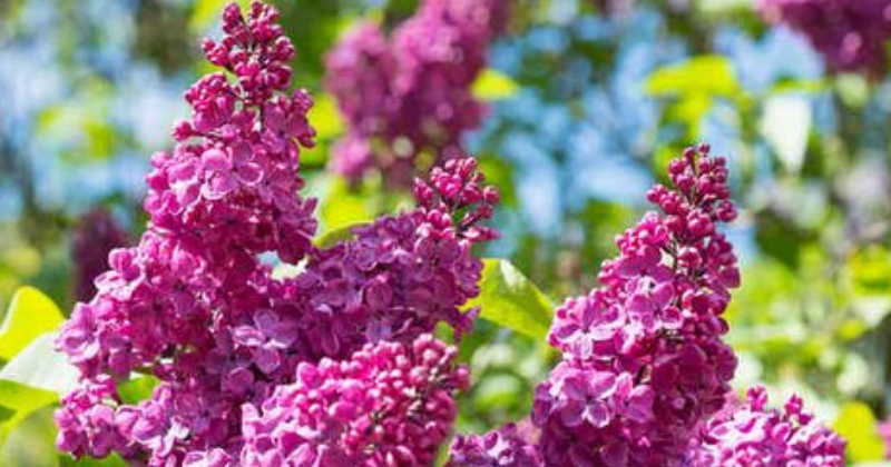 Lilas : un arbuste de toute beauté