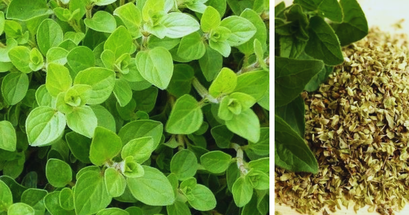 L’origan : l’astuce infaillible du jardinier pour le faire prospérer