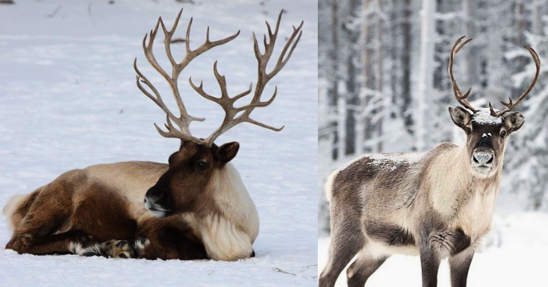 L’adaptation visuelle extraordinaire du renne : quand les yeux changent de couleur pour survivre à l’Arctique