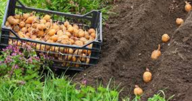 Masterclass sur la culture de la pomme de terre : mes conseils pour une récolte plus grosse et meilleure