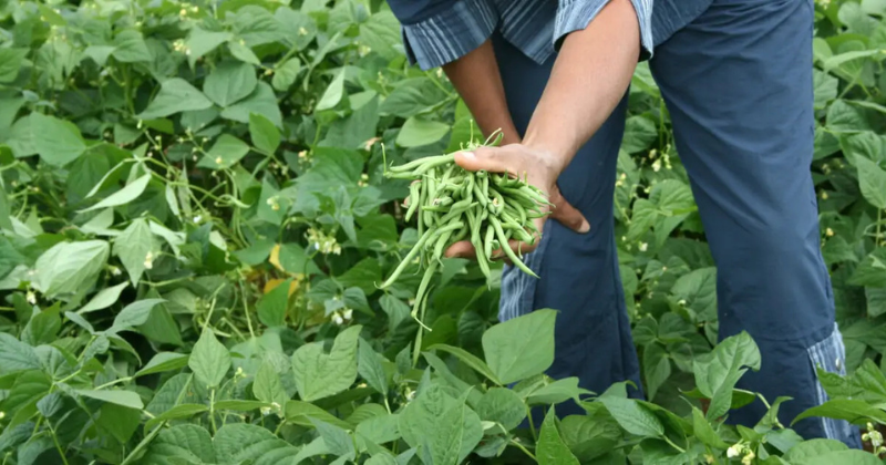 Masterclass sur la culture des haricots