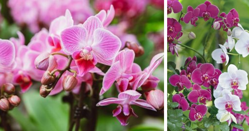 Orchidées : l’engrais à coût nul qui les rend plus luxuriantes que jamais