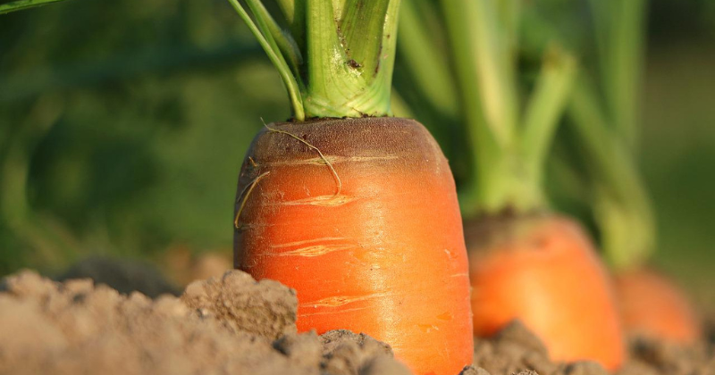 Plantation de carottes : semis, bons voisins et soins