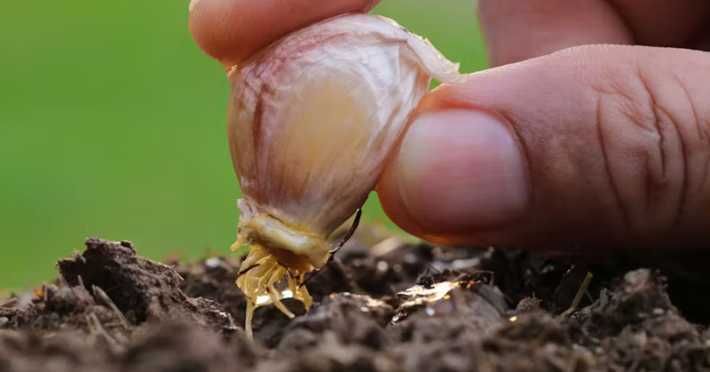 Planter de l’ail au printemps : comment faire pousser de gros bulbes à partir d’ail planté au printemps .