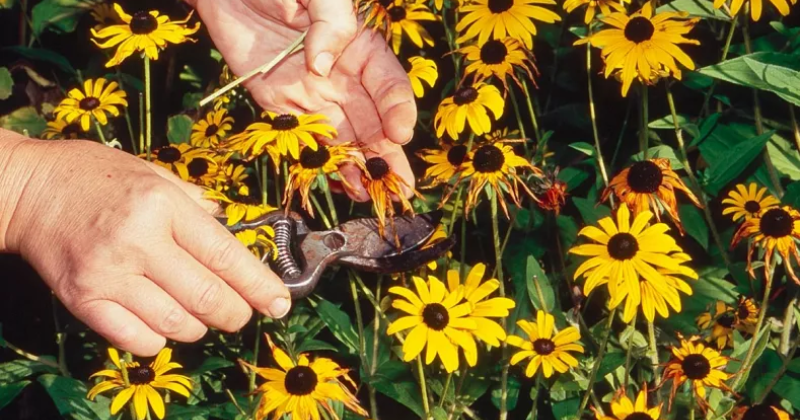 Planter en été ? Conseils pour aider les plantes vivaces fraîchement plantées à s’épanouir dans la chaleur