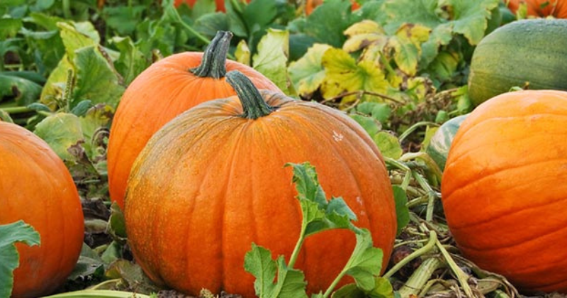 Planter un champ de citrouilles : votre guide étape par étape