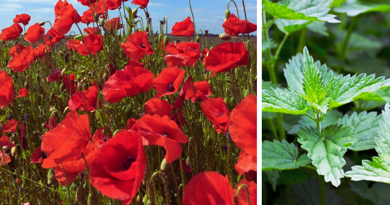 Plantes Bioindicatrices : Des alliées pour comprendre votre sol