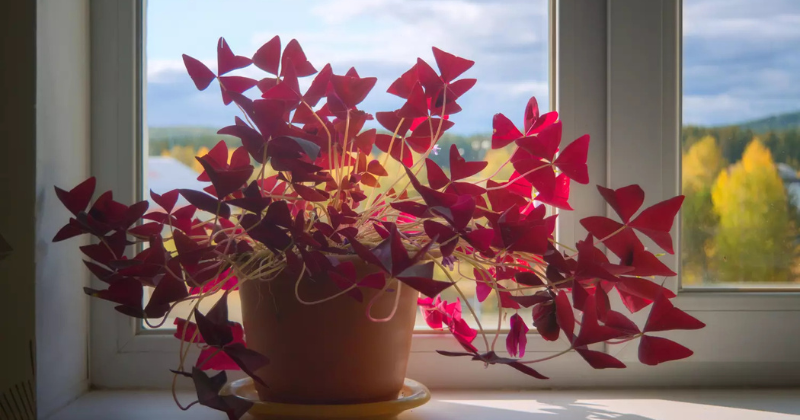 Plantes d’intérieur à feuilles rouges : les plus belles en un coup d’œil
