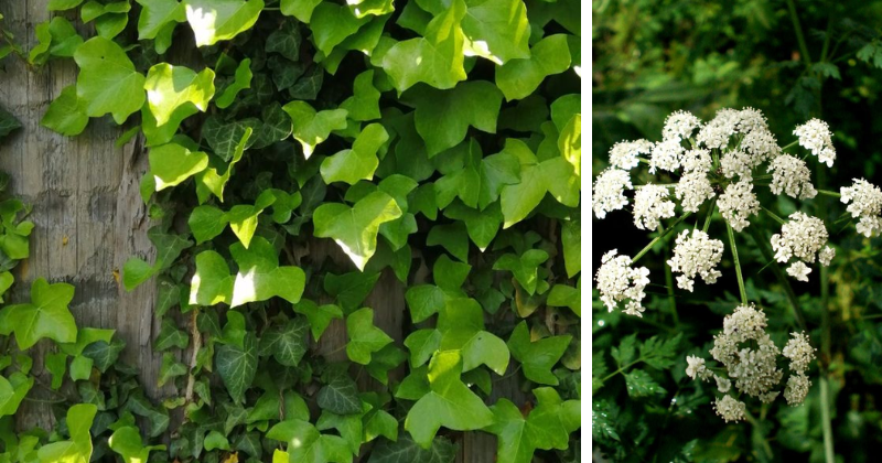 Plantes toxiques : Ce que tout jardinier ou randonneur doit savoir pour éviter les mauvaises surprises
