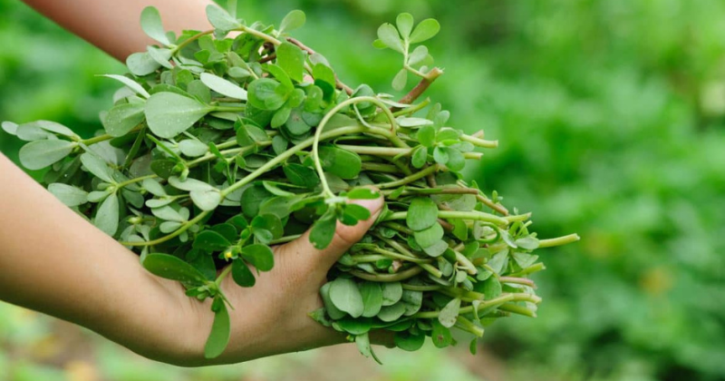 Pourpier dans le jardin : 8 raisons pour lesquelles vous ne devriez pas l’enlever