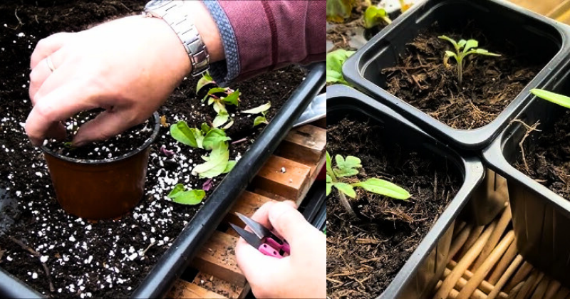 Pourquoi Choisir les Plants en Mottes ? 3 Avantages Incontournables pour Vos Massifs, Jardinières et Potagers