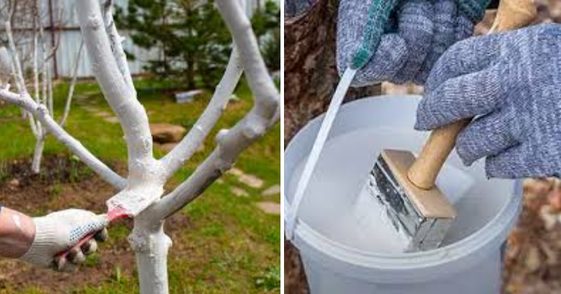 Pourquoi et comment chauler les arbres fruitiers pour un verger en pleine santé