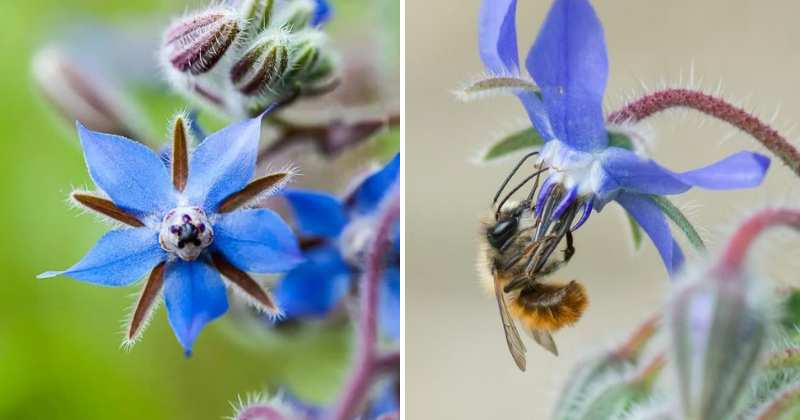 Pourquoi intégrer la bourrache dans votre jardin ?