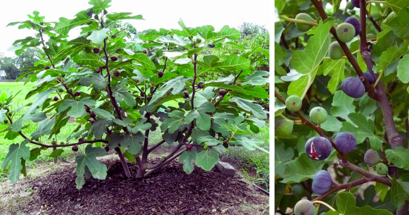 Pourquoi les figues tombent avant maturité ? Causes et solutions pour un verger en santé