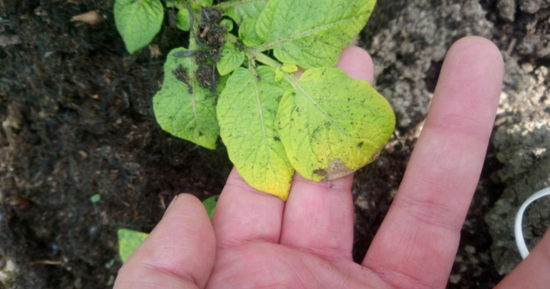 Pourquoi mes feuilles de pomme de terre jaunissent-elles ?