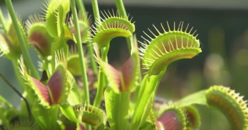 Pourquoi vous devriez couper les fleurs du piège à mouches de Vénus .