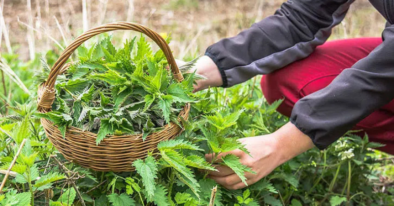Prendre soin de l’ortie : les mesures les plus importantes